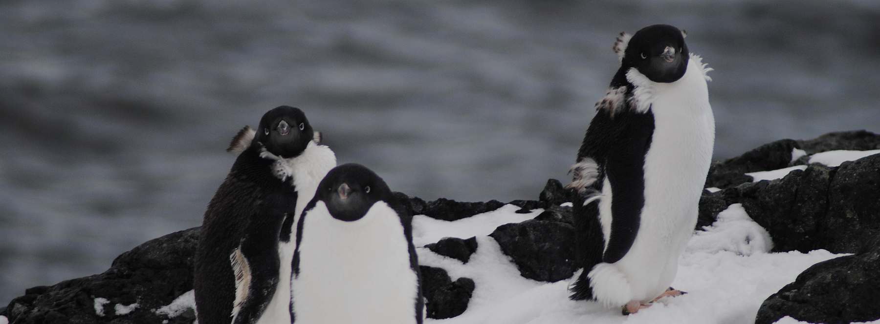 Im Reich der Pinguine: Falkland, Südgeorgien, Elephant Island & Antarktis | MS HONDIUS - Leguan Reisen