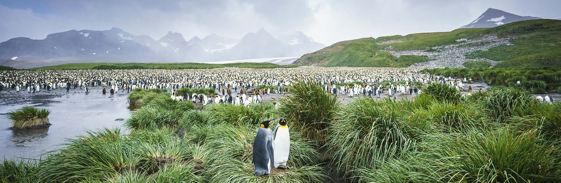 Im Reich der Pinguine: Falkland, Südgeorgien, Elephant Island & Antarktis | MS HONDIUS - Leguan Reisen