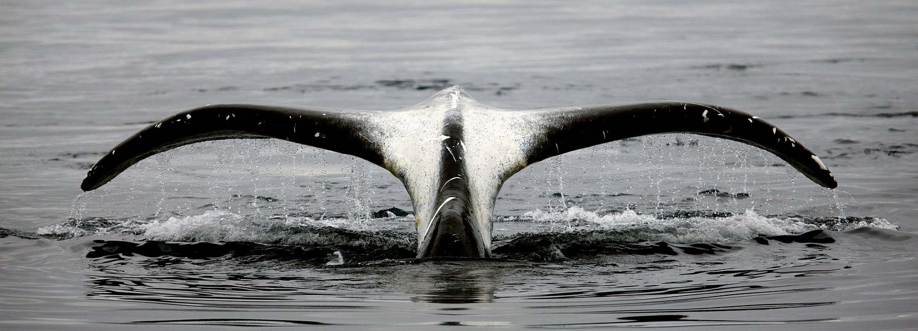 MS PLANCIUS | Nord-Spitzbergen - Leguan Reisen