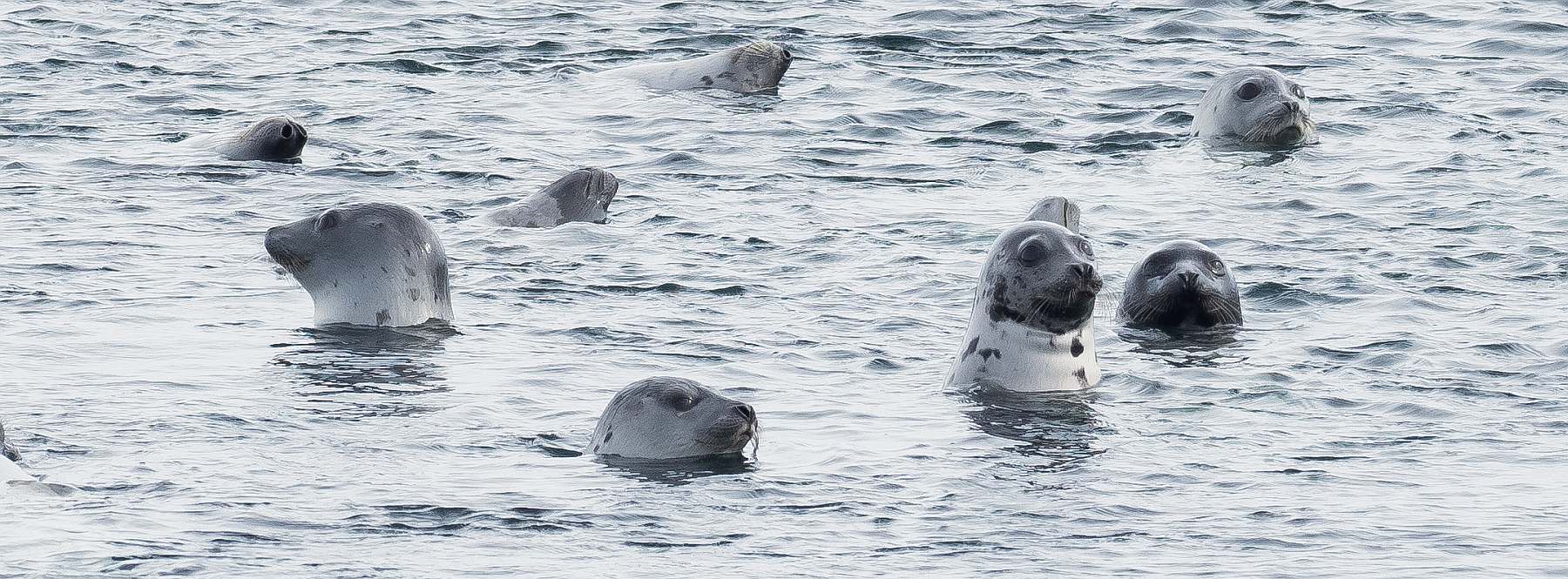 MS PLANCIUS | Nord-Spitzbergen - Leguan Reisen
