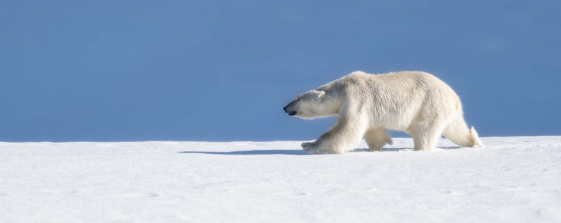 MS PLANCIUS | Nord-Spitzbergen - Leguan Reisen