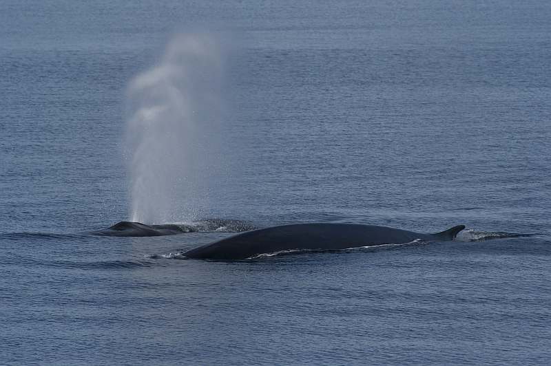 MS PLANCIUS | Nord-Spitzbergen - Leguan Reisen