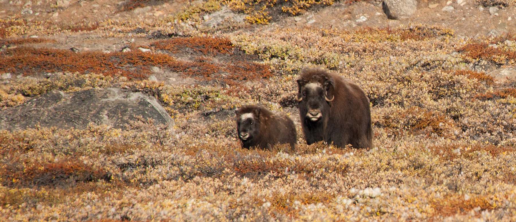 Grönlands unberührte Küsten: Eine Reise ins Herz des Scoresby Sunds | MS PLANCIUS - Leguan Reisen
