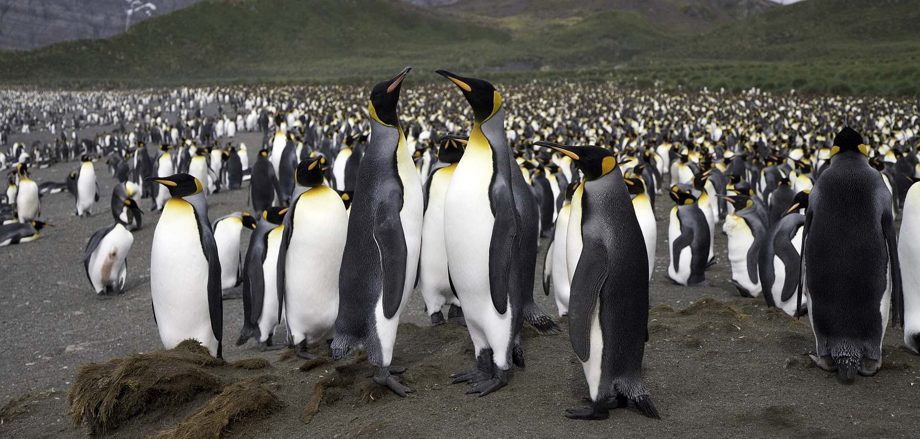 Abenteuer am Ende der Welt: Falklandinseln, Südgeorgien und Antarktis | MS PLANCIUS - Leguan Reisen