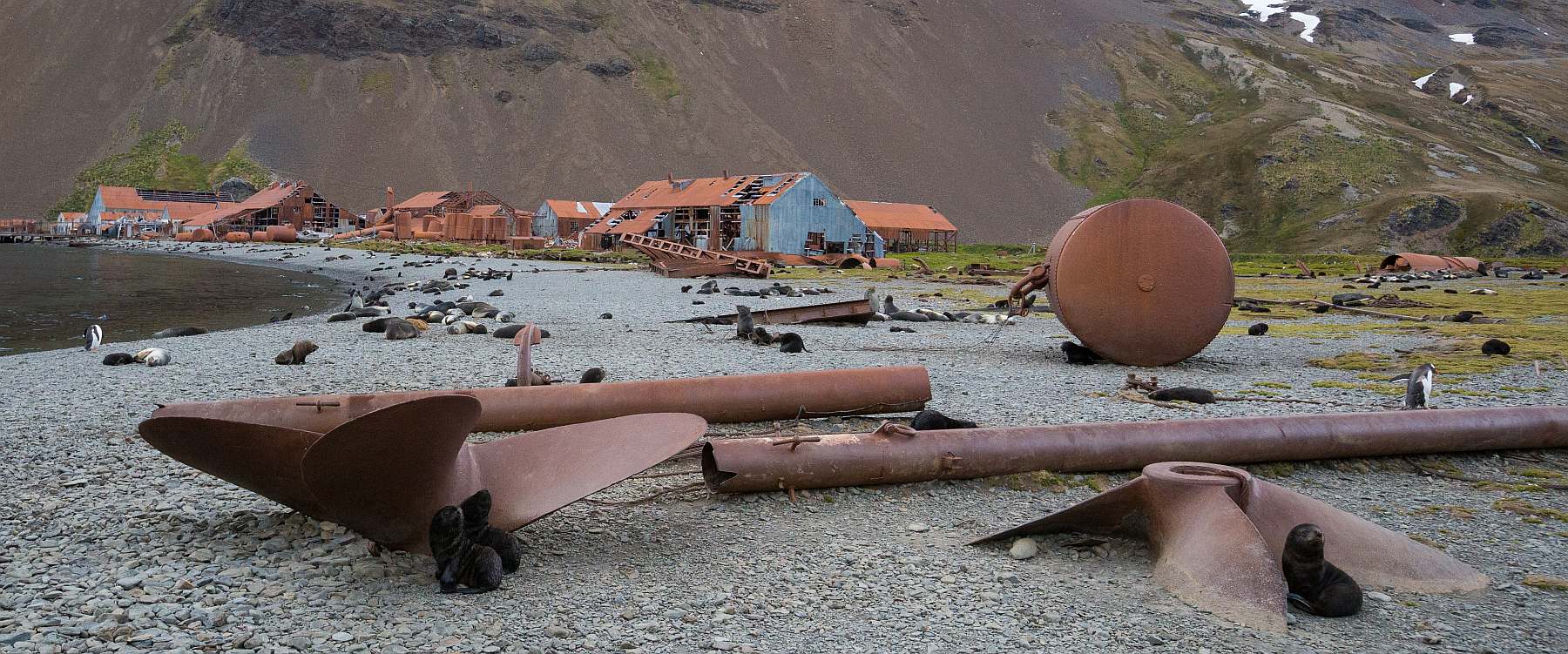 Abenteuer am Ende der Welt: Falklandinseln, Südgeorgien und Antarktis | MS PLANCIUS - Leguan Reisen