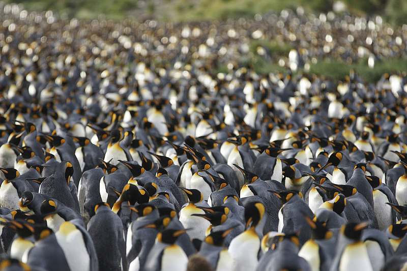 Abenteuer am Ende der Welt: Falklandinseln, Südgeorgien und Antarktis | MS PLANCIUS - Leguan Reisen