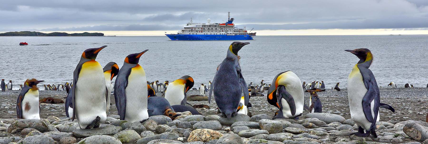 MS SEA SPIRIT | Antarktis- deutschsprachig begleitet mit Südgeorgien und Falklandinseln - Leguan Reisen