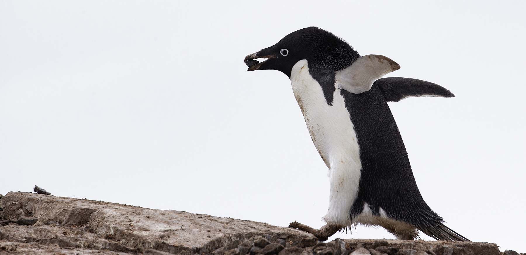 Antarktis Basecamp: Aktive Expedition ins Reich des Eises | MS PLANCIUS - Leguan Reisen