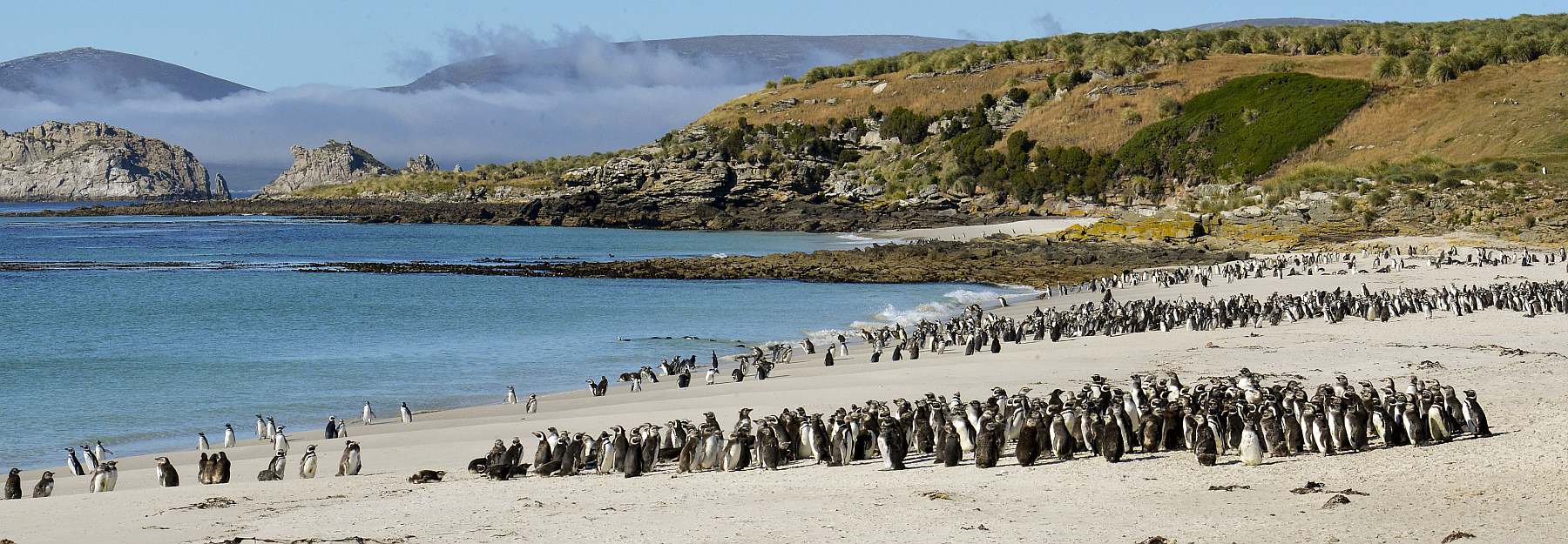 Abenteuer am Ende der Welt: Falklandinseln, Südgeorgien und Antarktis | MS PLANCIUS - Leguan Reisen