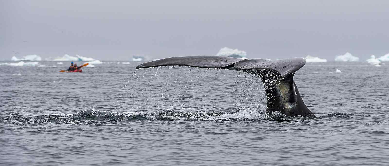 MS SEA SPIRIT | Ostgrönland - Eisberge und Nordlichter im Scoresbysund - Leguan Reisen