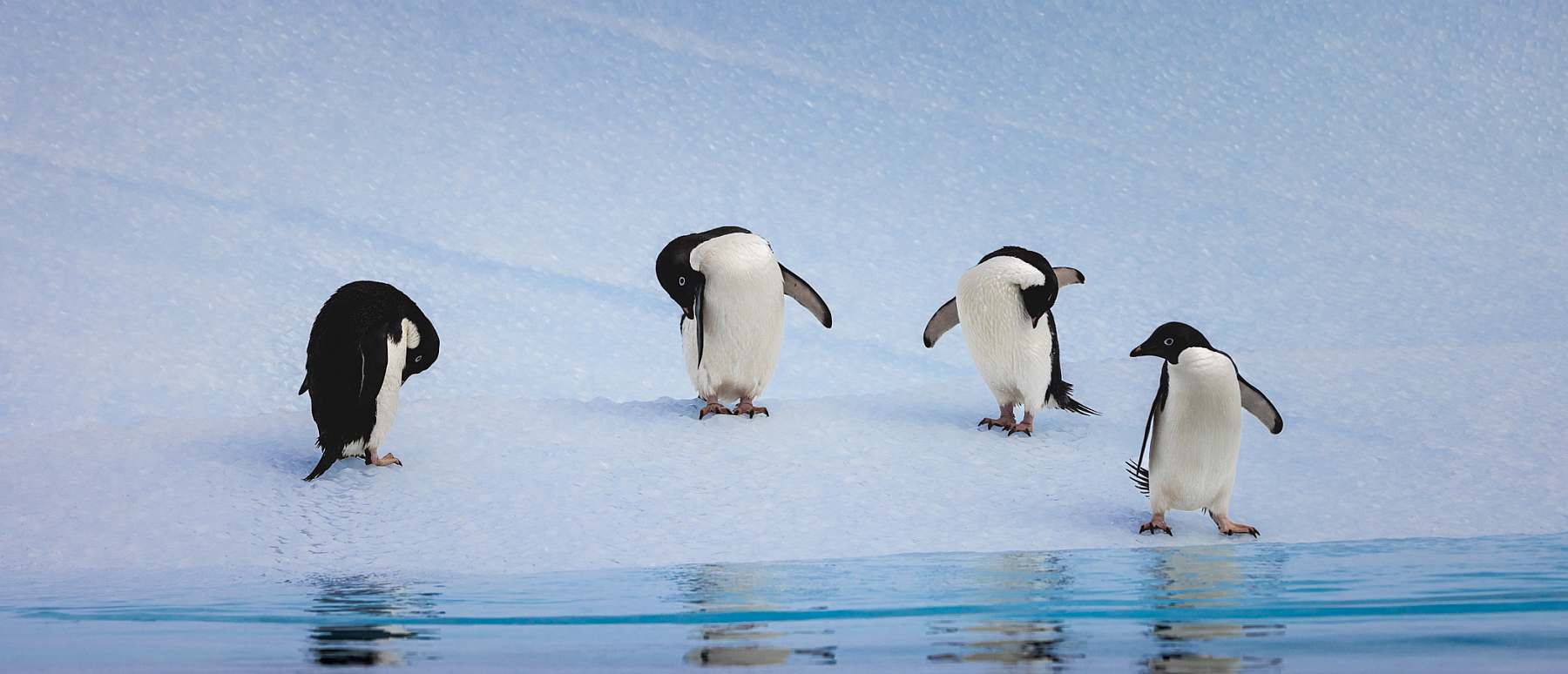 Die ultimative Antarktis-Erkundung: Aufbruch zum Polarkreis | OCEAN VICTORY - Leguan Reisen