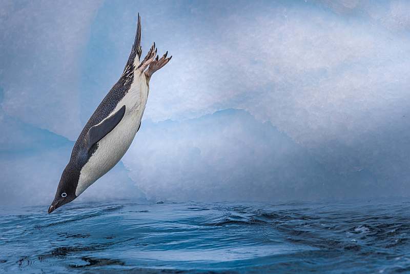 Die ultimative Antarktis-Erkundung: Aufbruch zum Polarkreis | OCEAN VICTORY - Leguan Reisen
