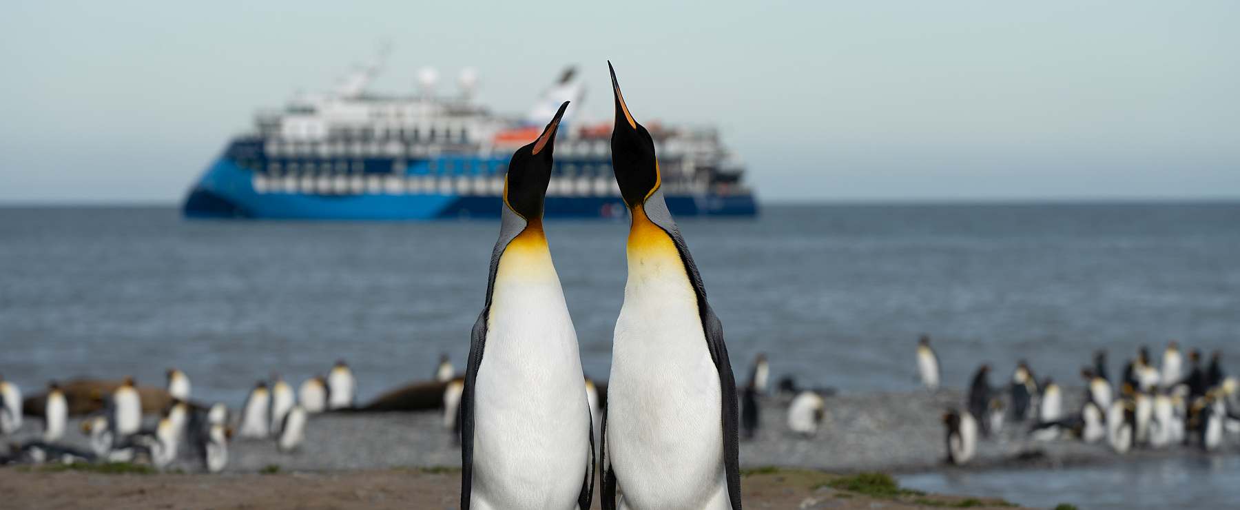 Epische Reise: Falklandinseln, Südgeorgien & Antarktis | OCEAN VICTORY - Leguan Reisen