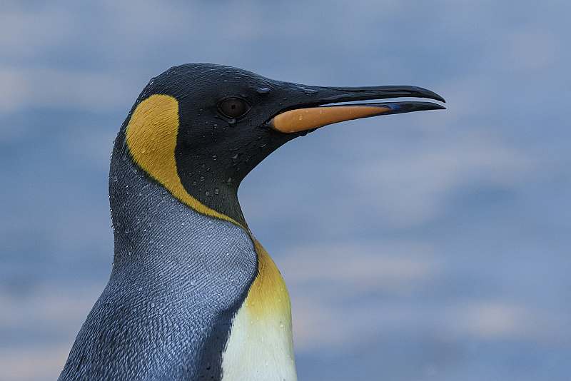 Epische Reise: Falklandinseln, Südgeorgien & Antarktis | OCEAN VICTORY - Leguan Reisen
