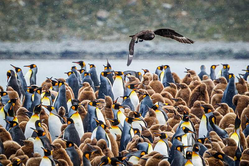Falklandinseln, Südgeorgien & Antarktis | OCEAN ALBATROS - Leguan Reisen