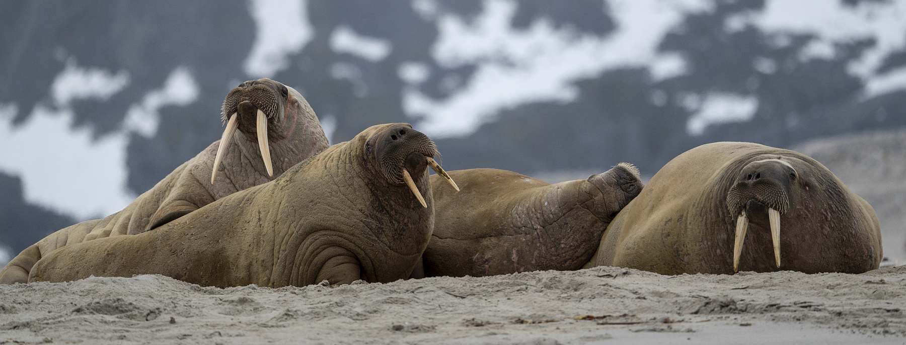 OA-Magdalenafjord RG6_0240-slider