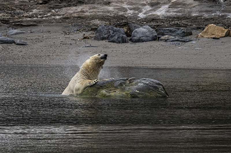 MS OCEAN ALBATROS | Spitzbergen-Umrundung - Leguan Reisen
