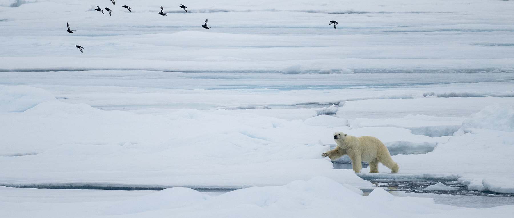 MS OCEAN ALBATROS | Spitzbergen-Umrundung - Leguan Reisen