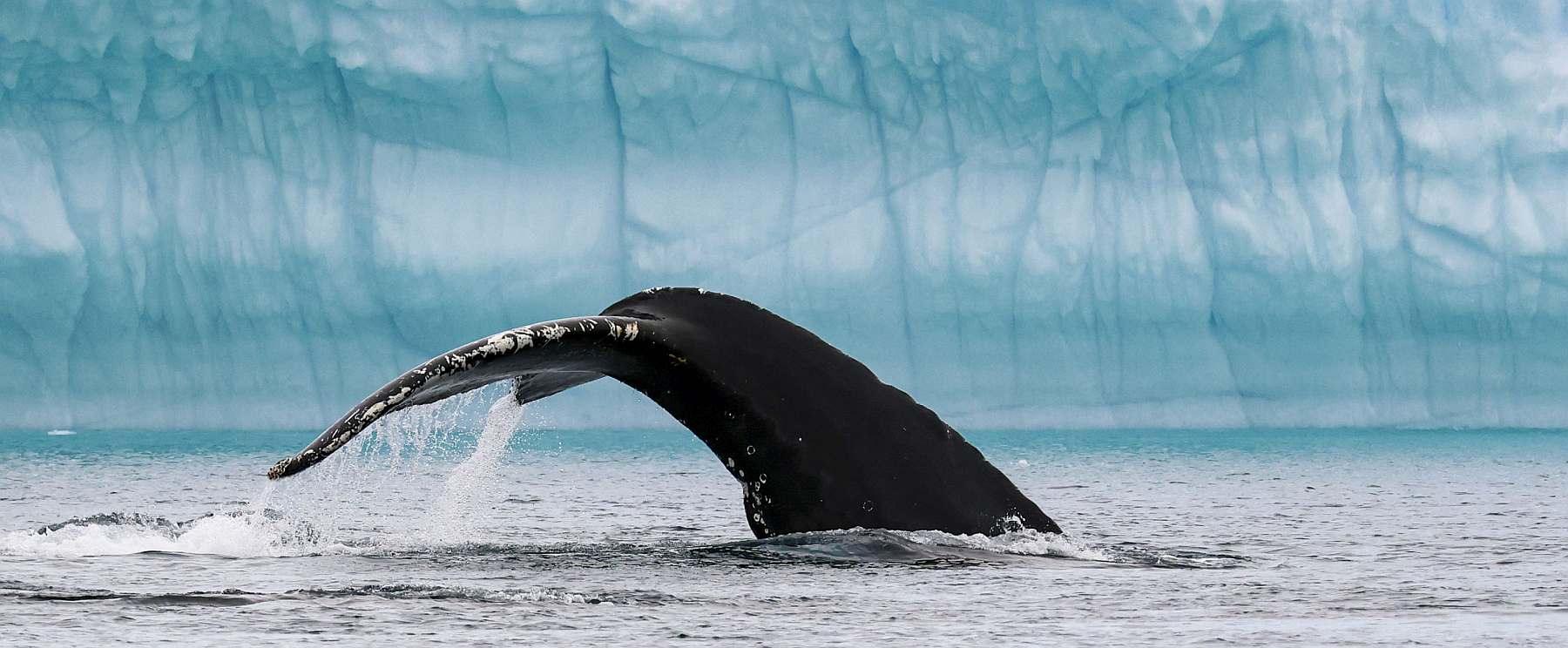 Eiswelten der Disko-Bucht und Uummannaq | OCEAN ALBATROS - Leguan Reisen