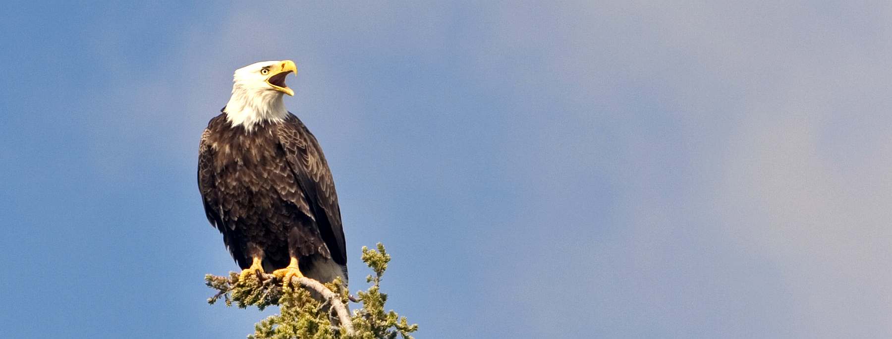 OA-Canada_Newfoundland_General_EagleInTree_005-slider
