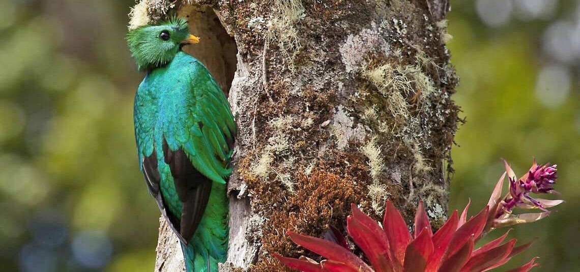CR-LC-37QuetzalParadiseQuetzal_37-B-PS-LC-6-18--e1717772522500