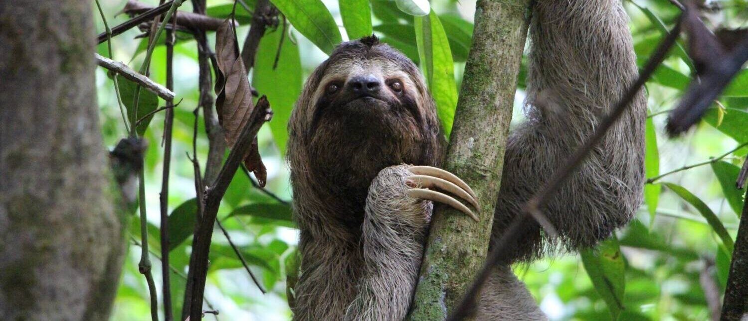 sloth-27597241-1-e1718287644248