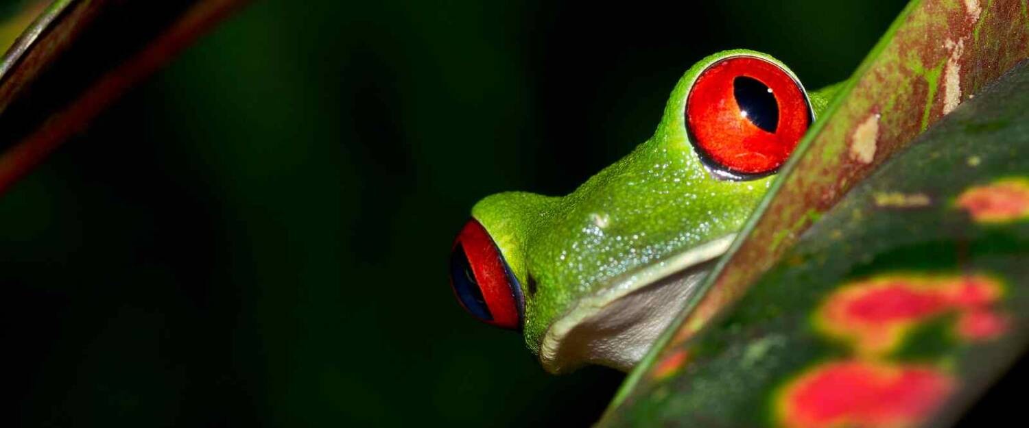 Costa_Rica_shutterstock_2155183137_slider