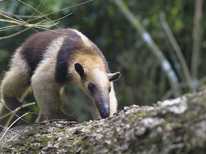 Costa Rica für Naturfreunde | Individualreise - Leguan Reisen