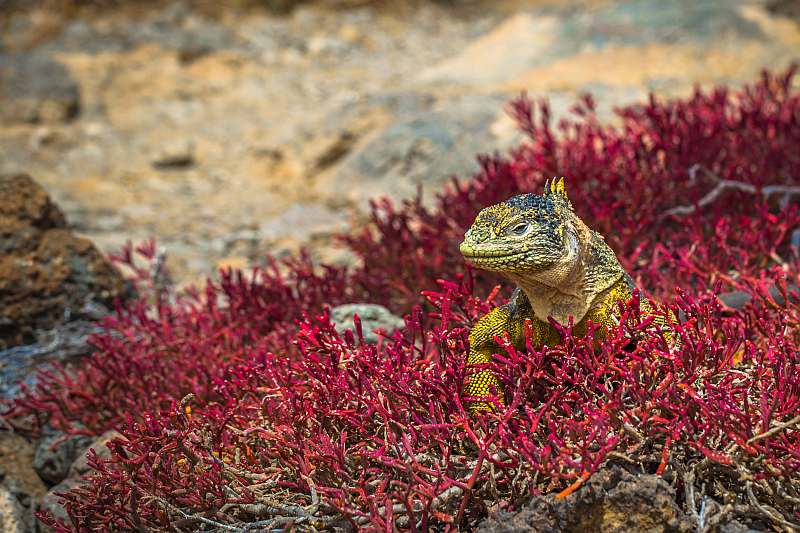 Galapagos: Zentrale, südliche und östliche Inseln | 10 Tage YOLITA - Leguan Reisen