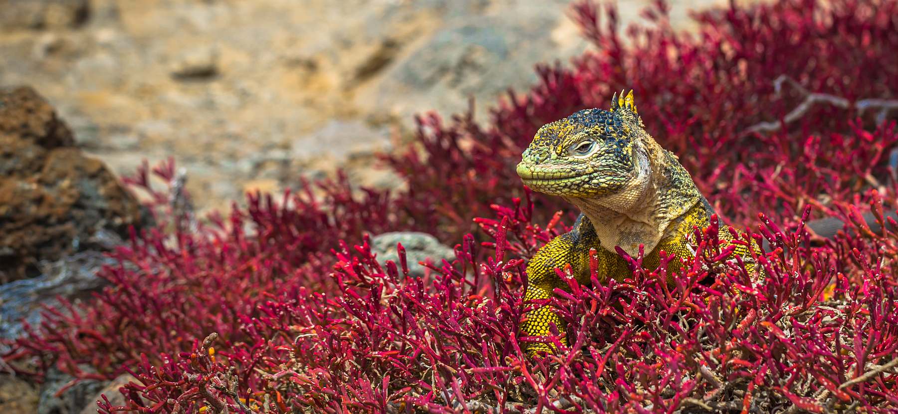Galapagos: Zentrale, südliche und östliche Inseln | 10 Tage YOLITA - Leguan Reisen