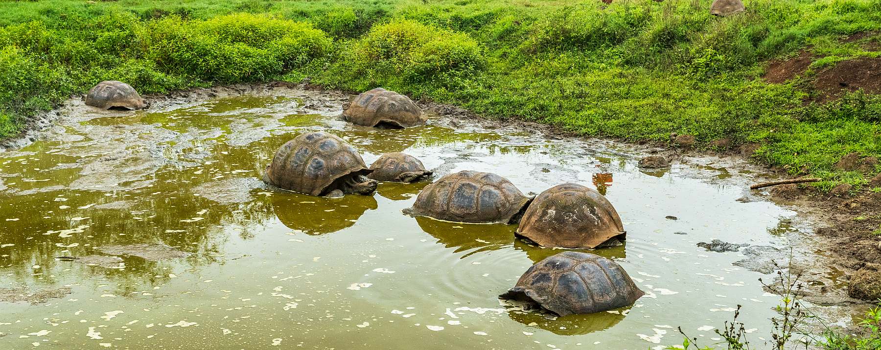 Galapagos: Zentrale, südliche und östliche Inseln | 10 Tage YOLITA - Leguan Reisen