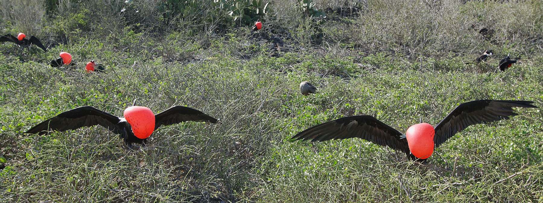 Galapagos-Inseln intensiv | 17 Tage YOLITA - Leguan Reisen