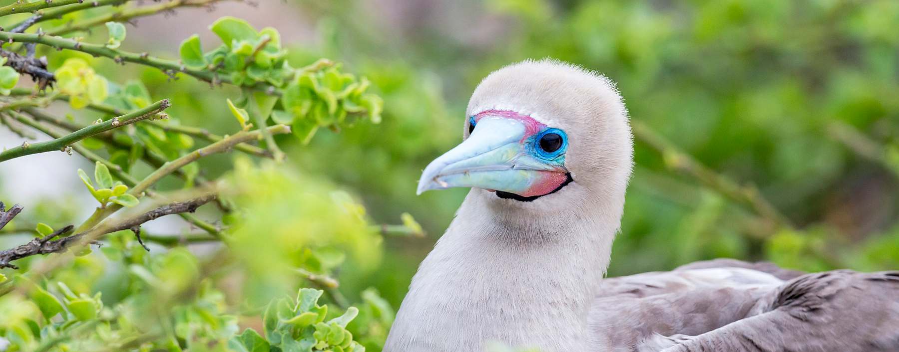 Galapagos-Inseln intensiv | 17 Tage YOLITA - Leguan Reisen