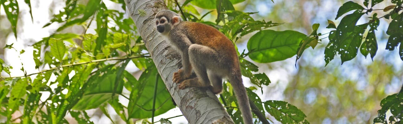 Ecuador-Amazonien-PH-red-quer-DSC_0301