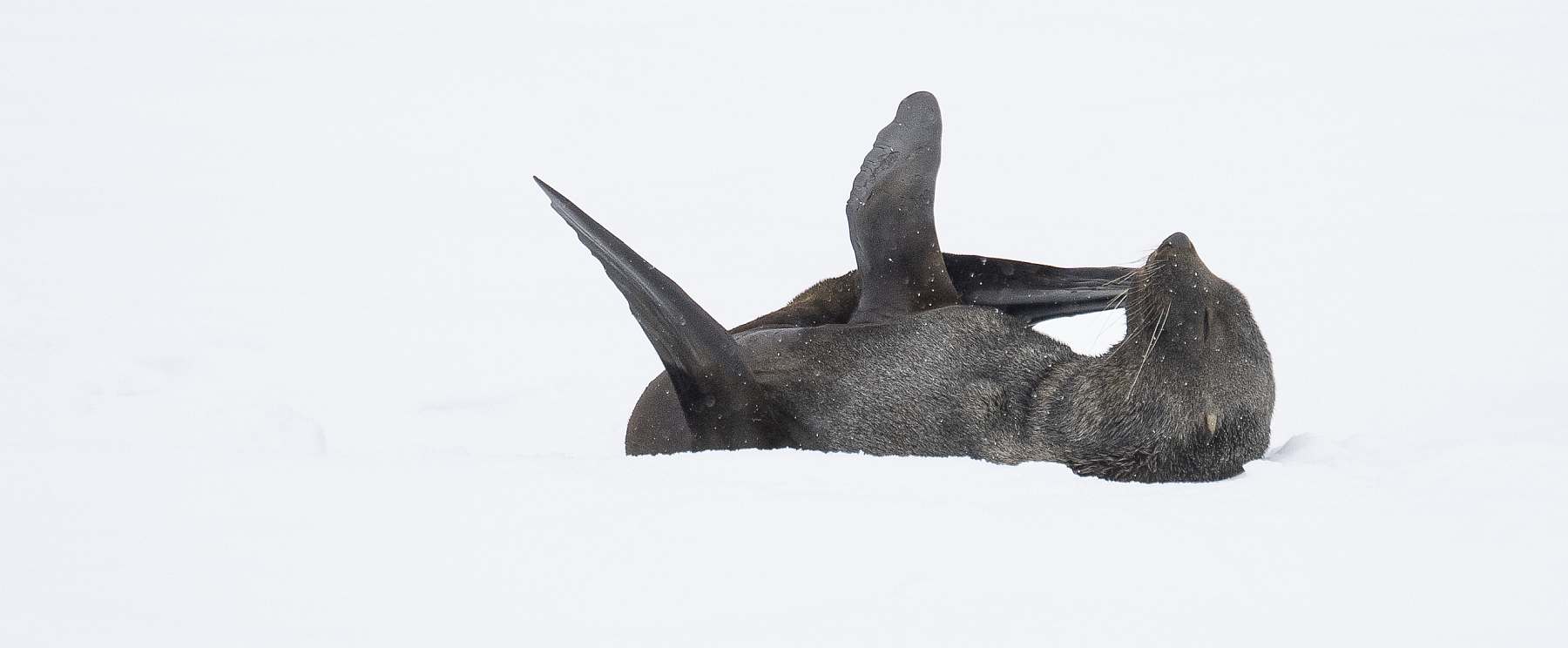 Antarktisreise mit Flug über die Drake Passage und der MAGELLAN EXPLORER - Leguan Reisen