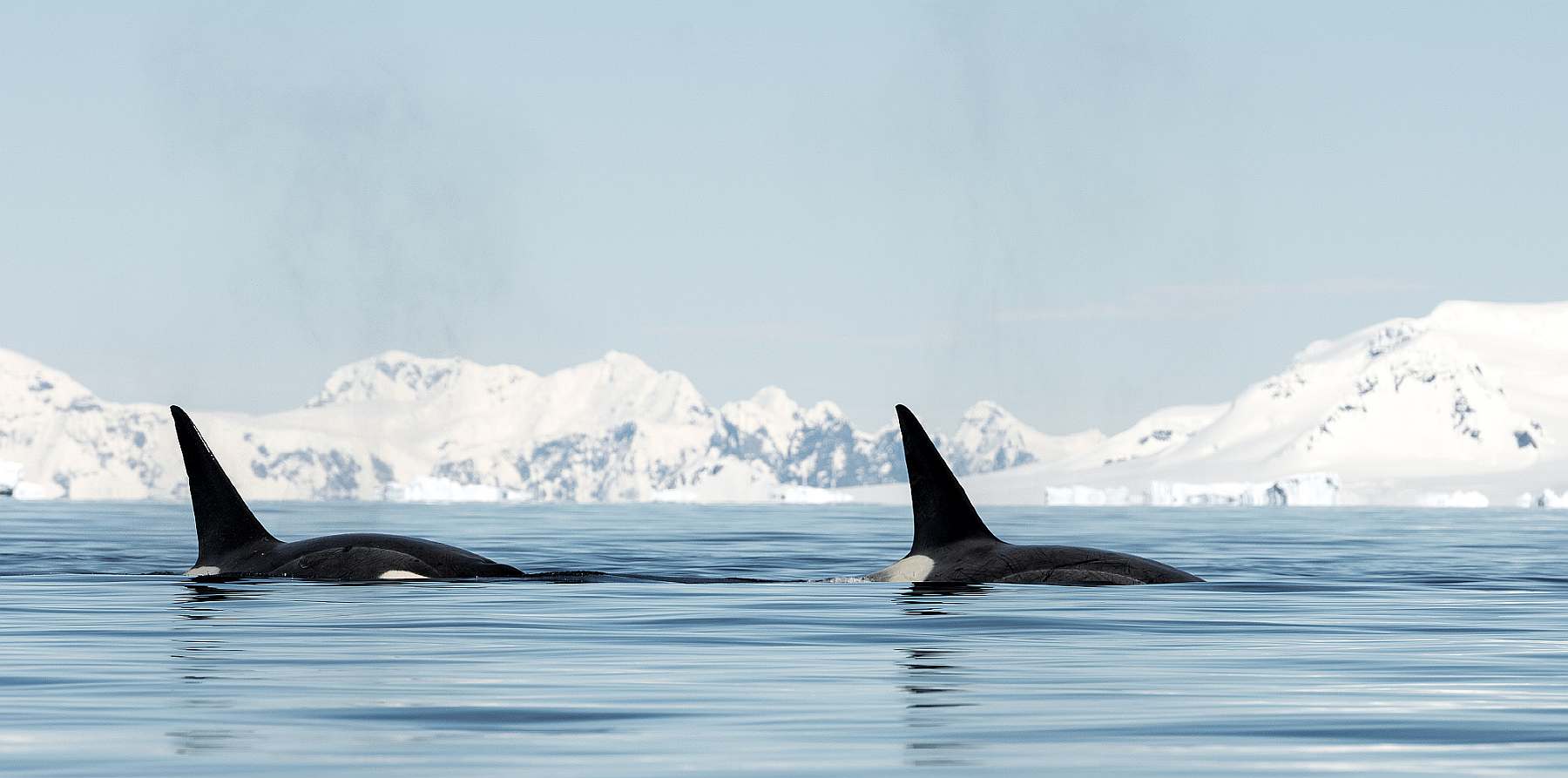 Antarktisreise mit Flug über die Drake Passage und der MAGELLAN EXPLORER - Leguan Reisen