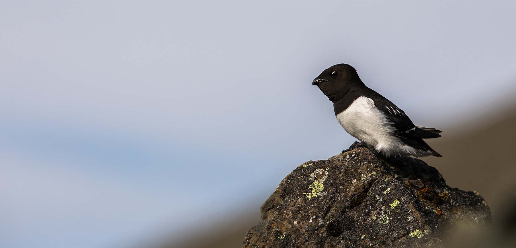 SV MEANDER | Nordwestspitzbergen im Frühsommer mit Birgit Lutz - Leguan Reisen