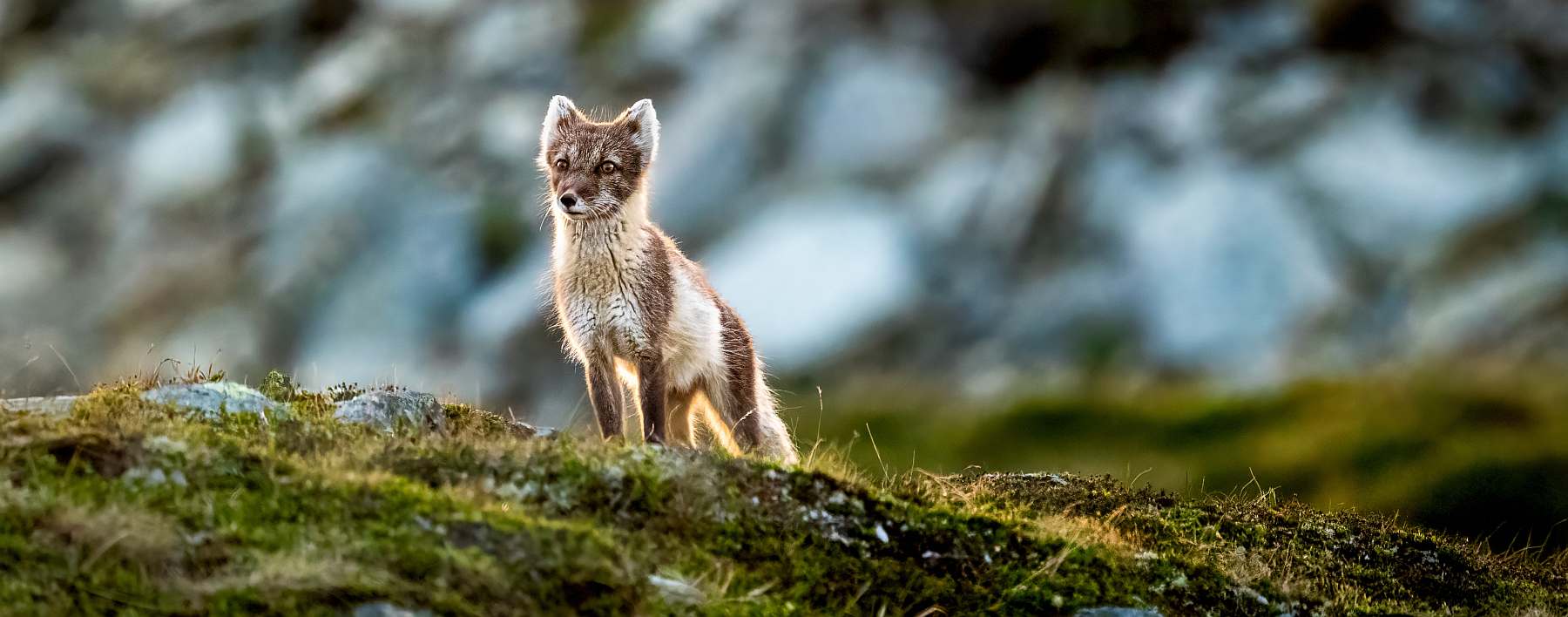 SV MEANDER | Nordwestspitzbergen im Frühsommer mit Birgit Lutz - Leguan Reisen