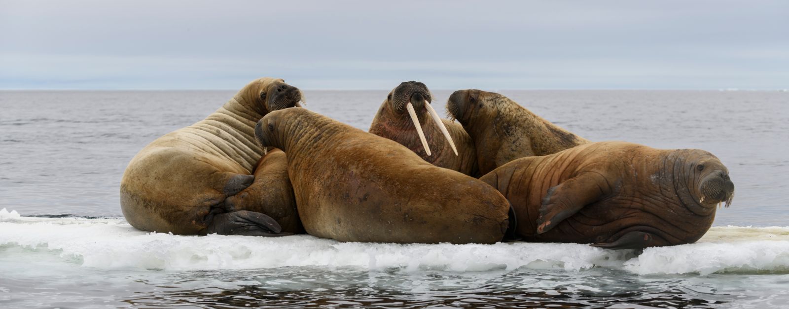 MS PLANCIUS | Nord- Spitzbergen