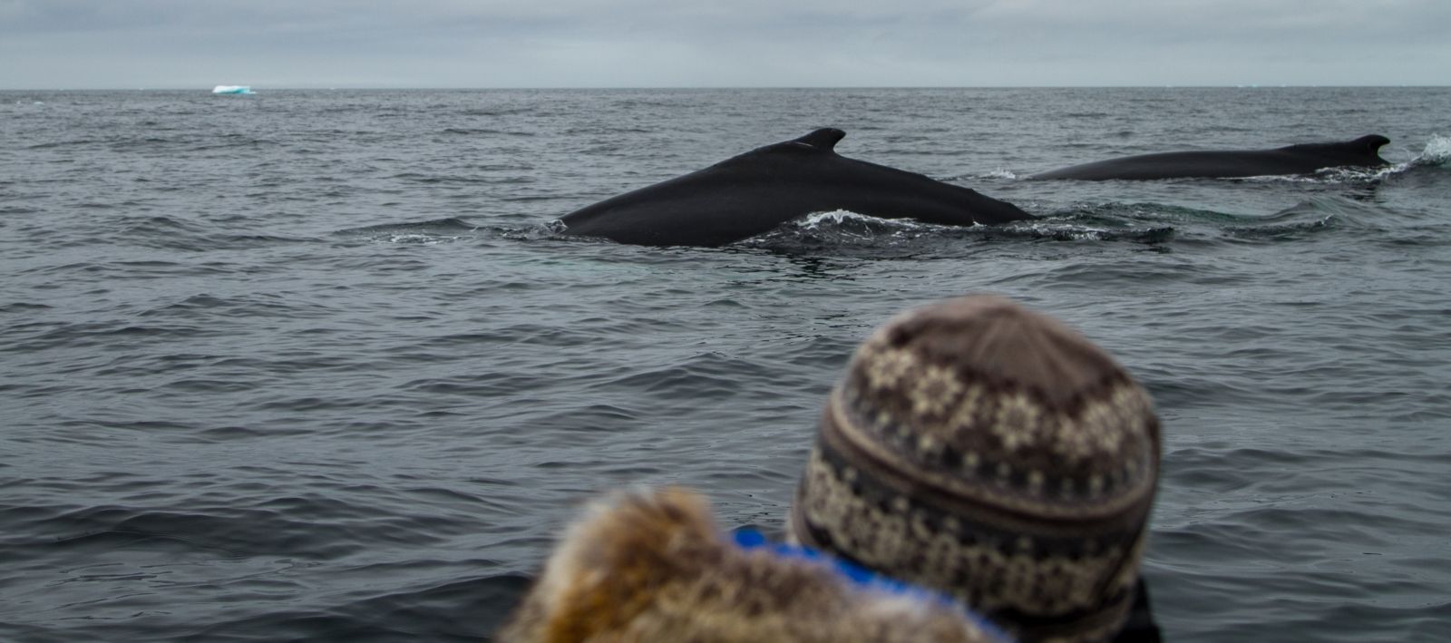 MS PLANCIUS | Nord- Spitzbergen