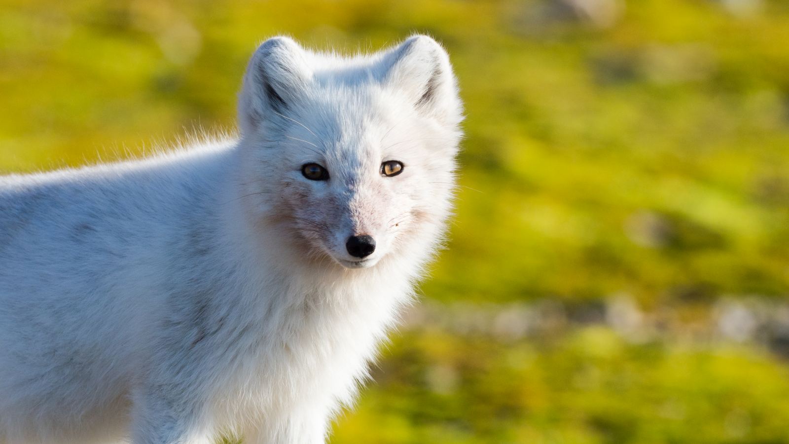 MS STOCKHOLM | Expedition Spitzbergen - Leguan Reisen