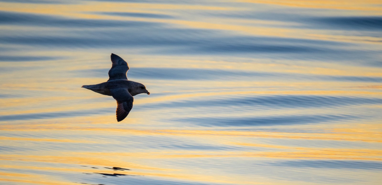 MS STOCKHOLM | Herbstliches Spitzbergen - Leguan Reisen