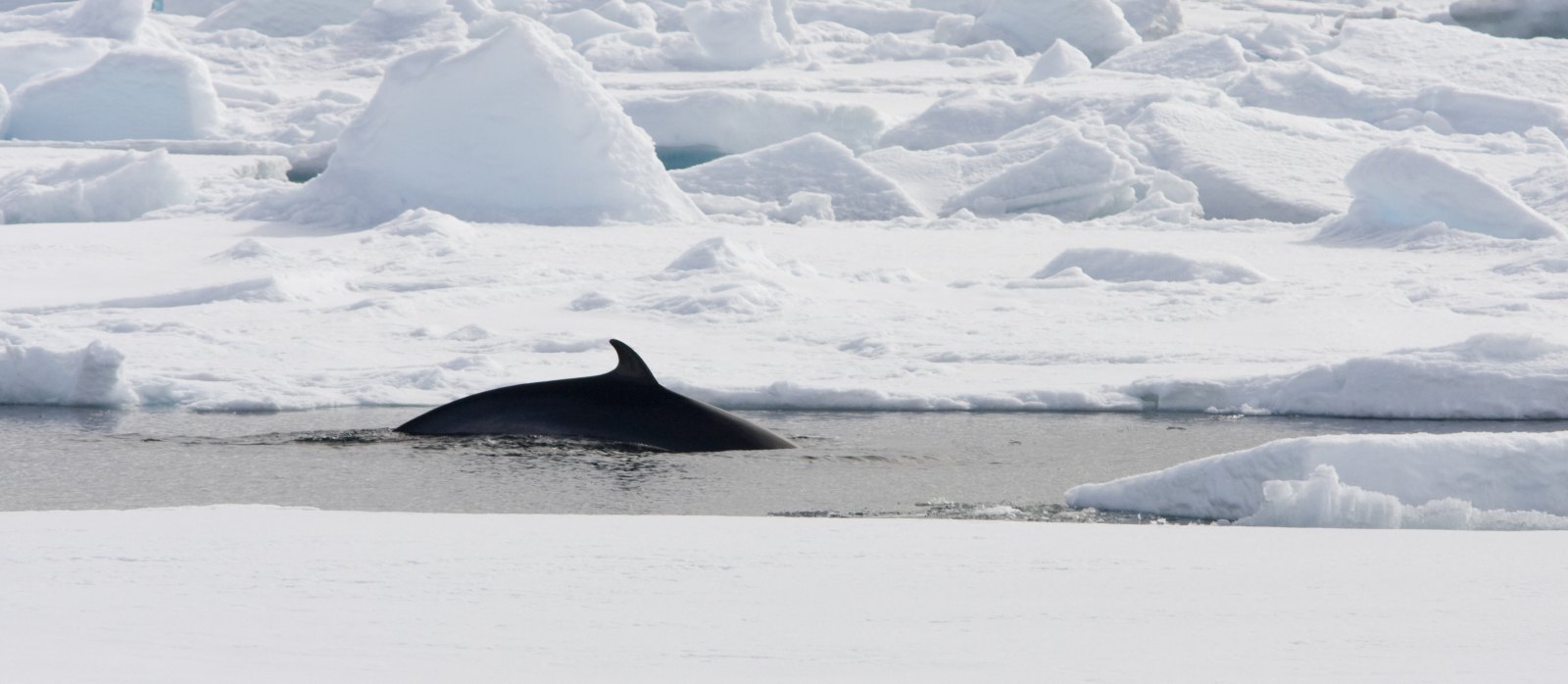 SV REMBRANDT VAN RIJN | Nord-Spitzbergen - Arktischer Sommer - Leguan Reisen