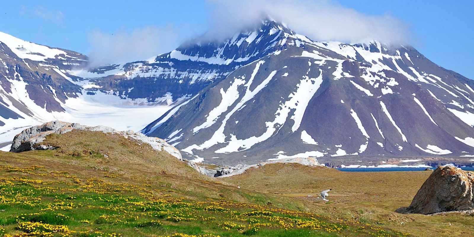 Tundra_background