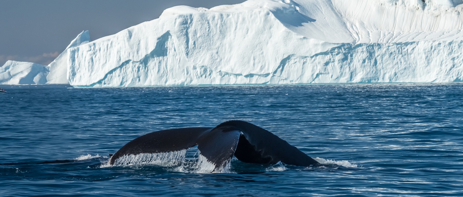 DIE EISBERGE DER DISKOBUCHT | CAPE RACE, 2026 & 2027 - Leguan Reisen