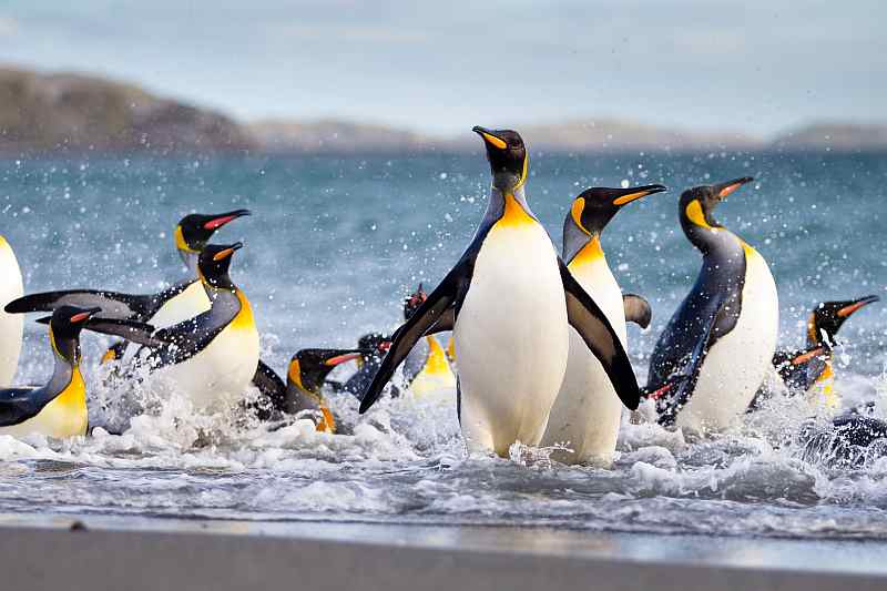 Große Antarktis-Expeditionskreuzfahrt mit Falklandinseln und Südgeorgien | OCEAN NOVA - Leguan Reisen