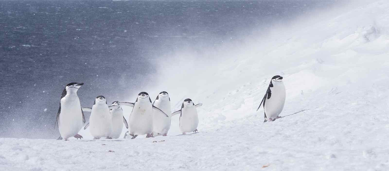 Große Antarktis-Expeditionskreuzfahrt mit Falklandinseln und Südgeorgien | OCEAN NOVA - Leguan Reisen