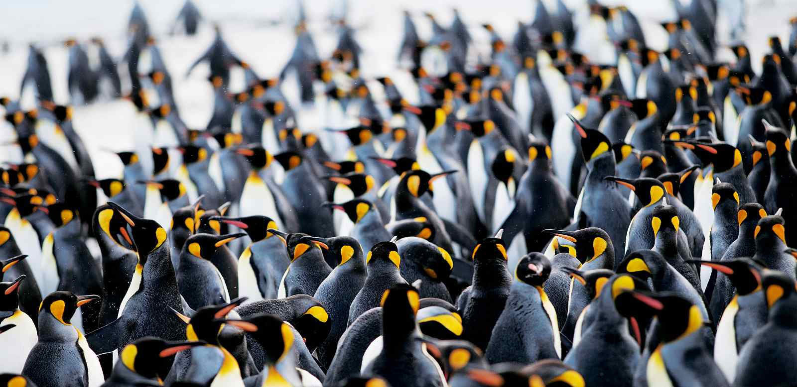 Große Antarktis-Expeditionskreuzfahrt mit Falklandinseln und Südgeorgien | OCEAN NOVA - Leguan Reisen