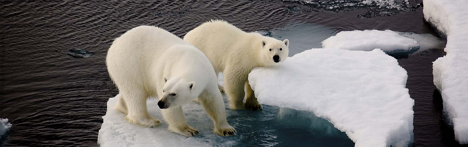 SV MEANDER | Frühling in Spitzbergen - Leguan Reisen