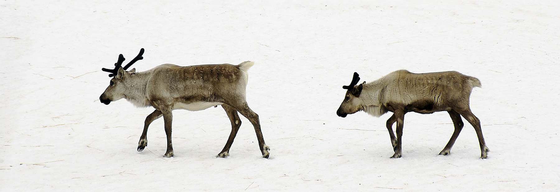 SV MEANDER | Frühling in Spitzbergen - Leguan Reisen